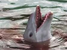 a_delfin_se_artatlan.jpeg