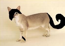 emo_kat.jpg