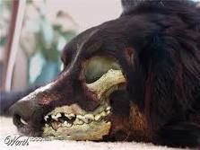 zombie_kutya.jpeg